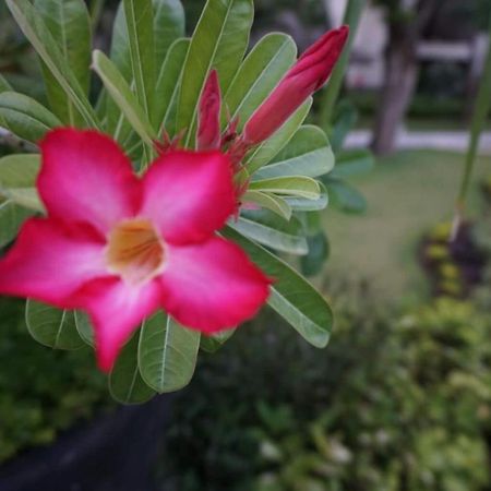 Ruby Nusa Dua  Luaran gambar